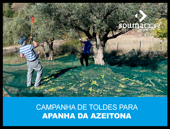 Campanha toldes para apanha da azeitona 2024